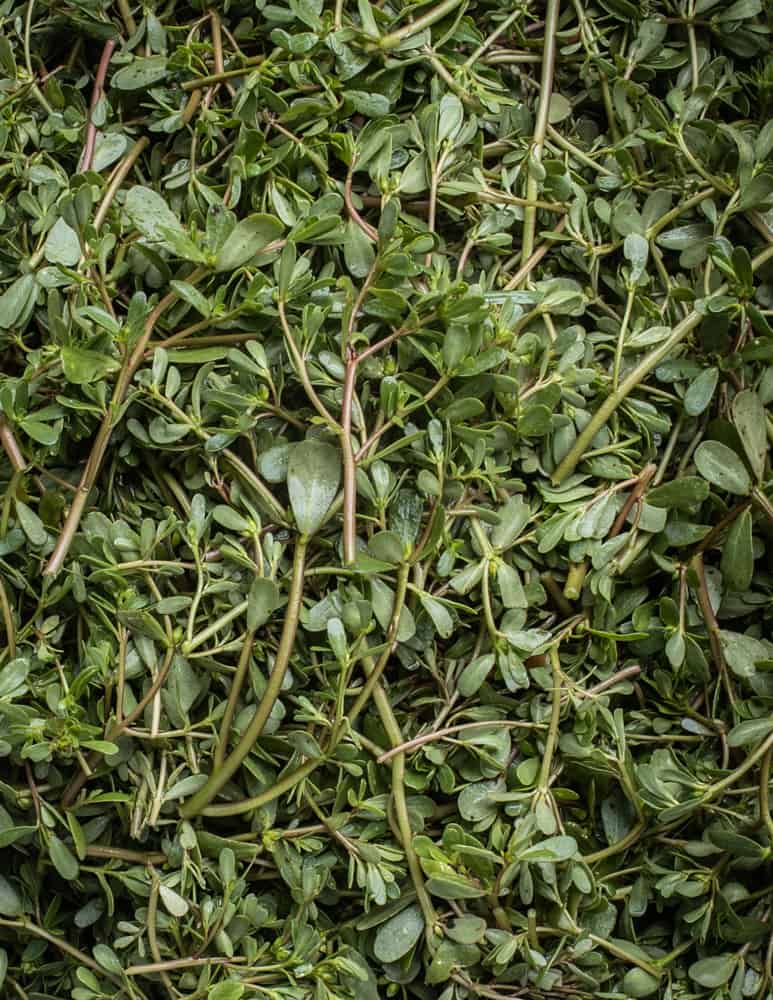 Edible wild purslane or verdolagas