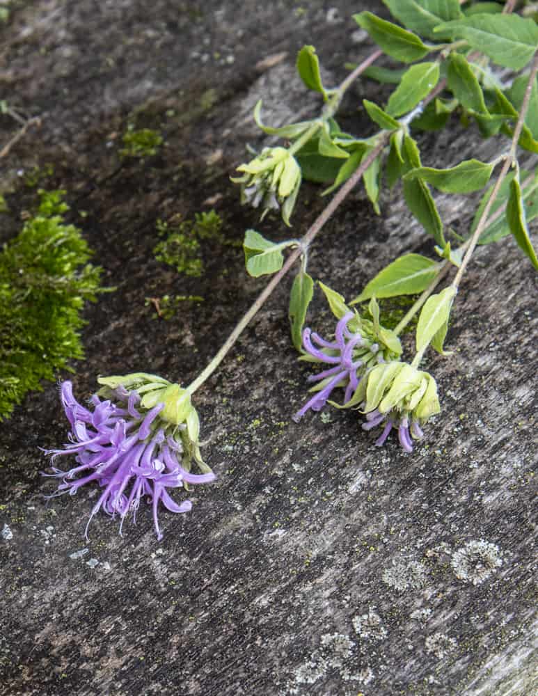 Wild oregano or bergamot / Monarda fistulosa flowers