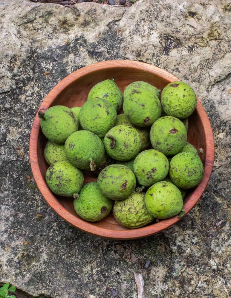 Green unripe black walnuts