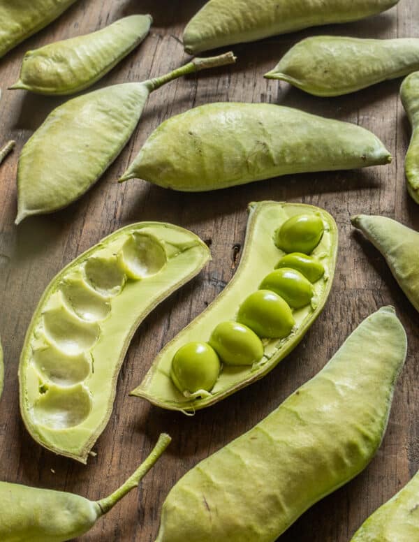 Foraging and Cooking Green Kentucky Coffee Beans