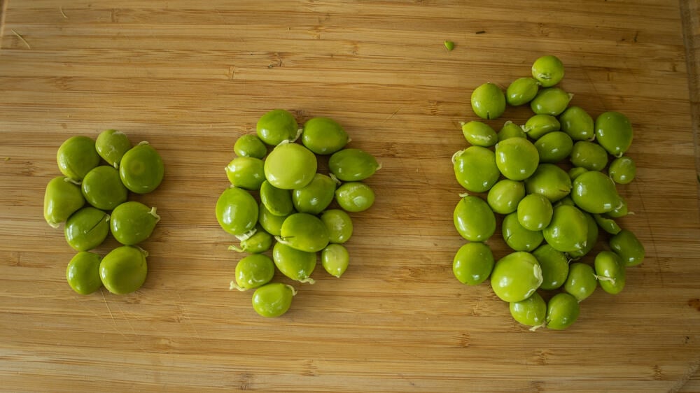 Increasing amounts of edible Kentucky coffee beans