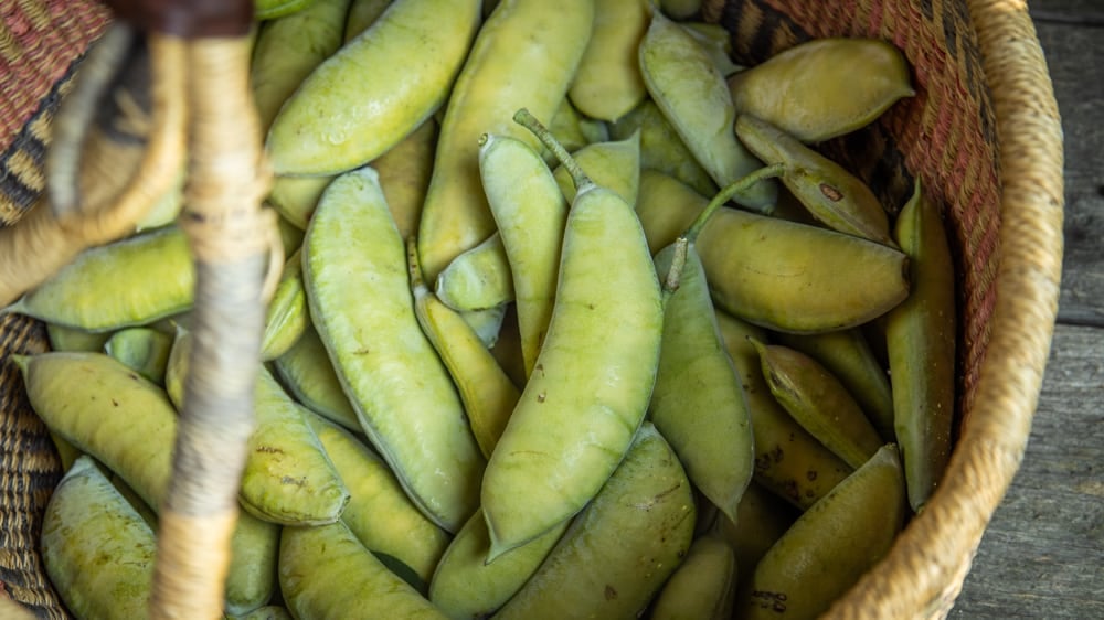 Unripe or green edible Kentucky coffee tree pods 