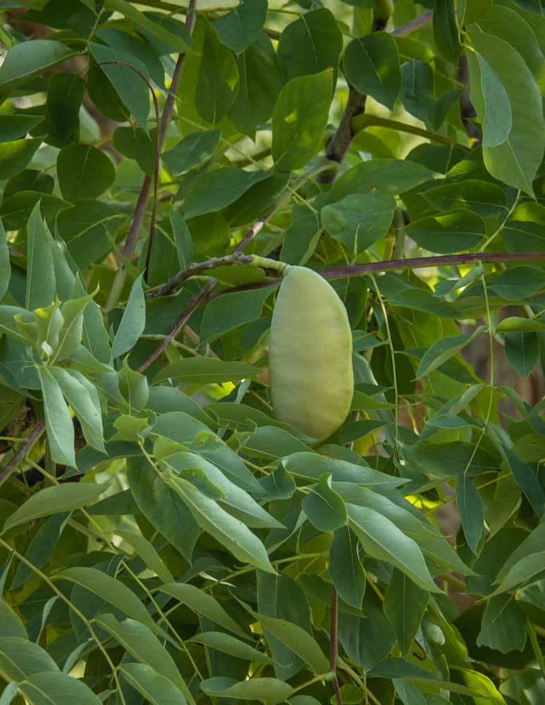 Green Kentucky coffee bean pods on the tree (22)