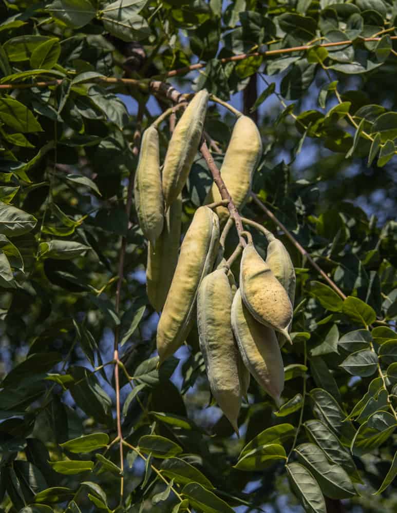 Green or unripe Kentucky coffee tree pods on the tree 