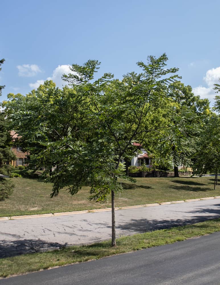 A young Kentucky coffee bean tree with pods 