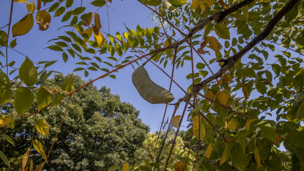 Unripe Kentucky coffee bean pods on the tree