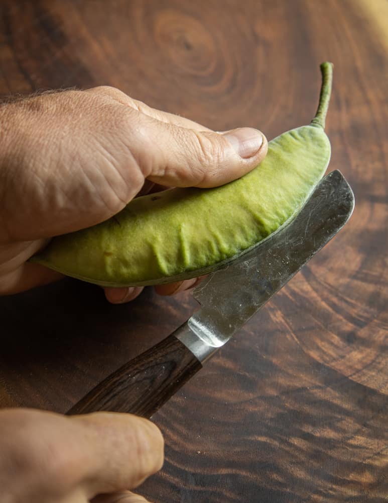 Cutting open a green Kentucky coffee pod to get the edible seeds / beans