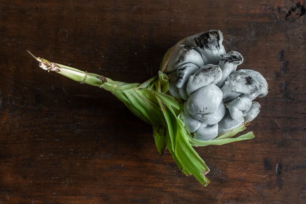 Edible corn smut mushrooms or huitlacoche on an ear of corn