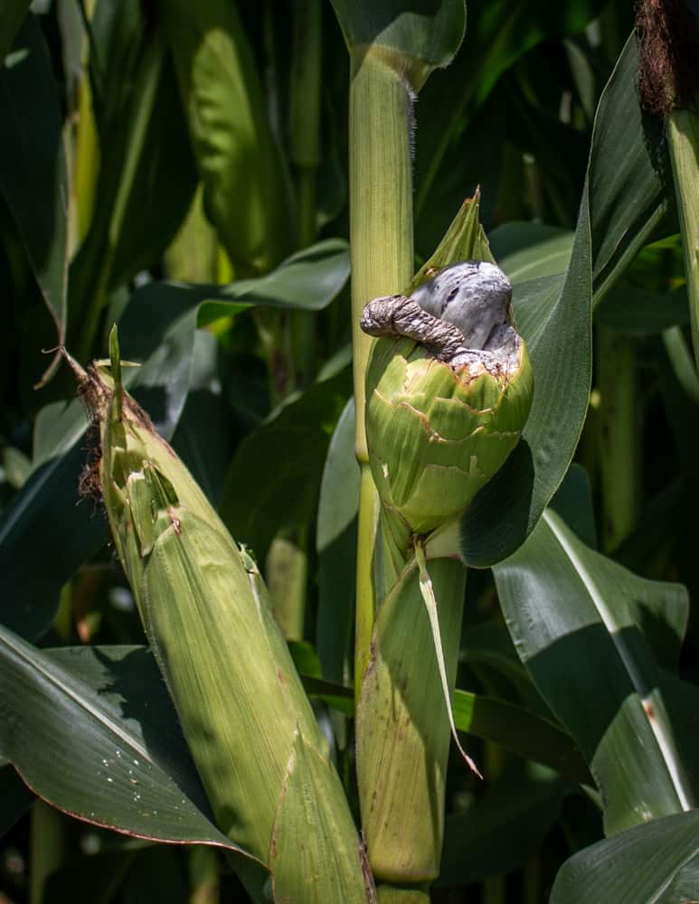 Huitlacoche or edible corn smut growing on sweet corn in a farm field