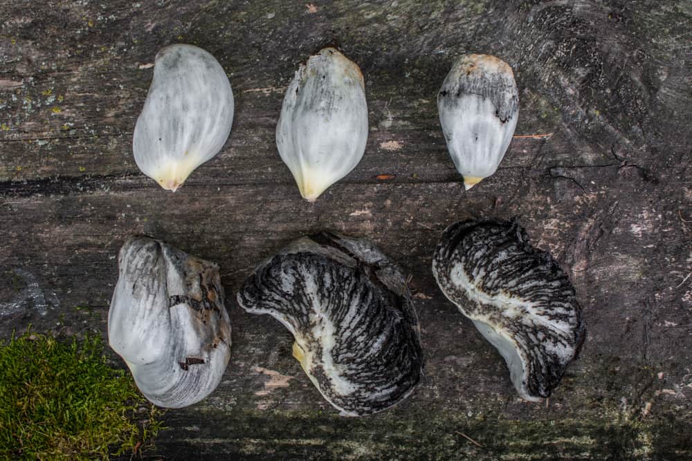 Huitlacoche or corn smut mushrooms at a good stage for eating