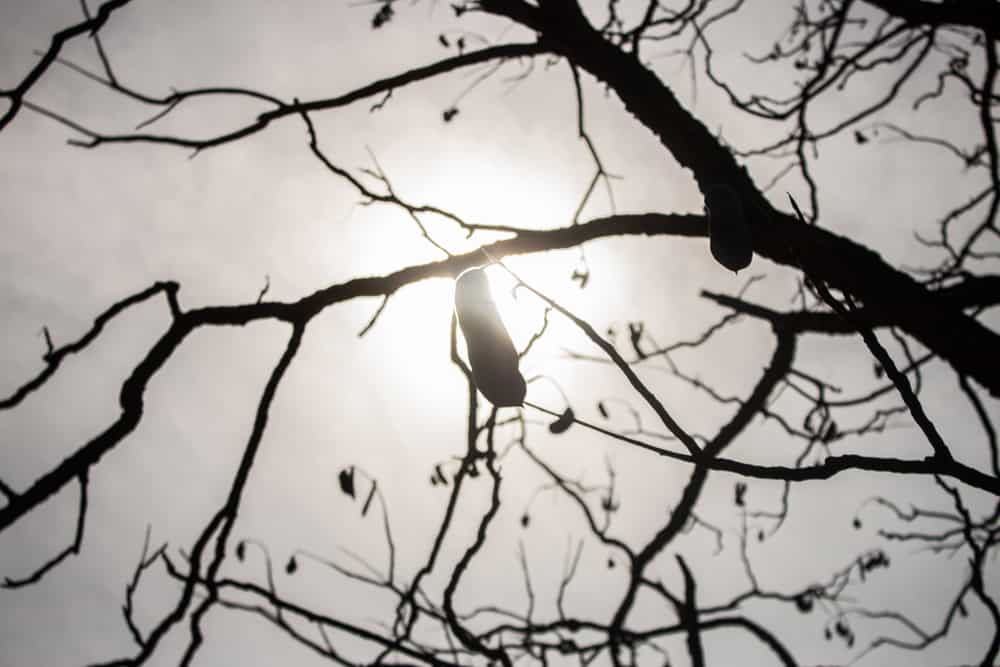 Kentucky coffee tree pods on the tree in spring