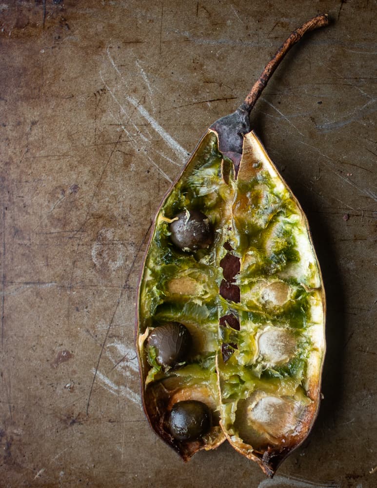 Mature Kentucky coffee tree pods with seeds 