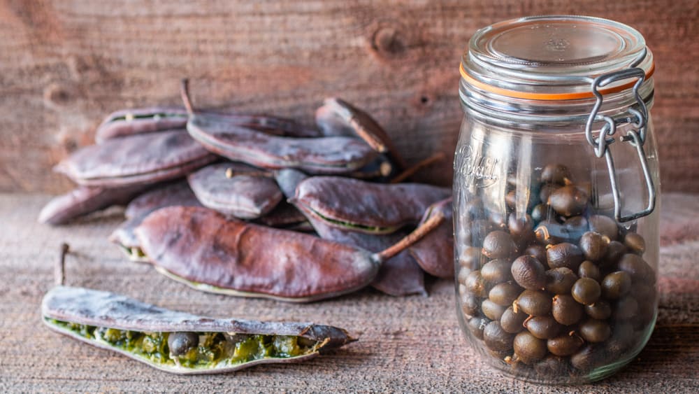Jar of dried Kentucky coffee beans and pods 