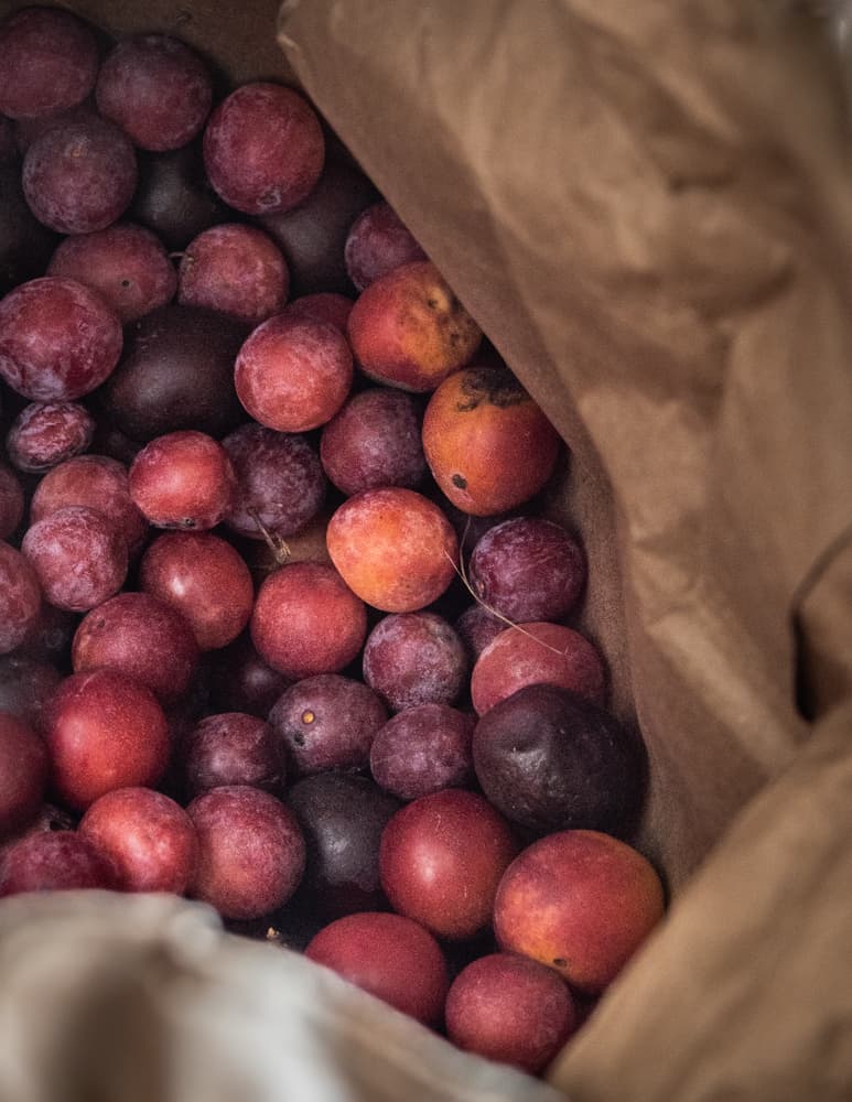 Ripening wild American plums