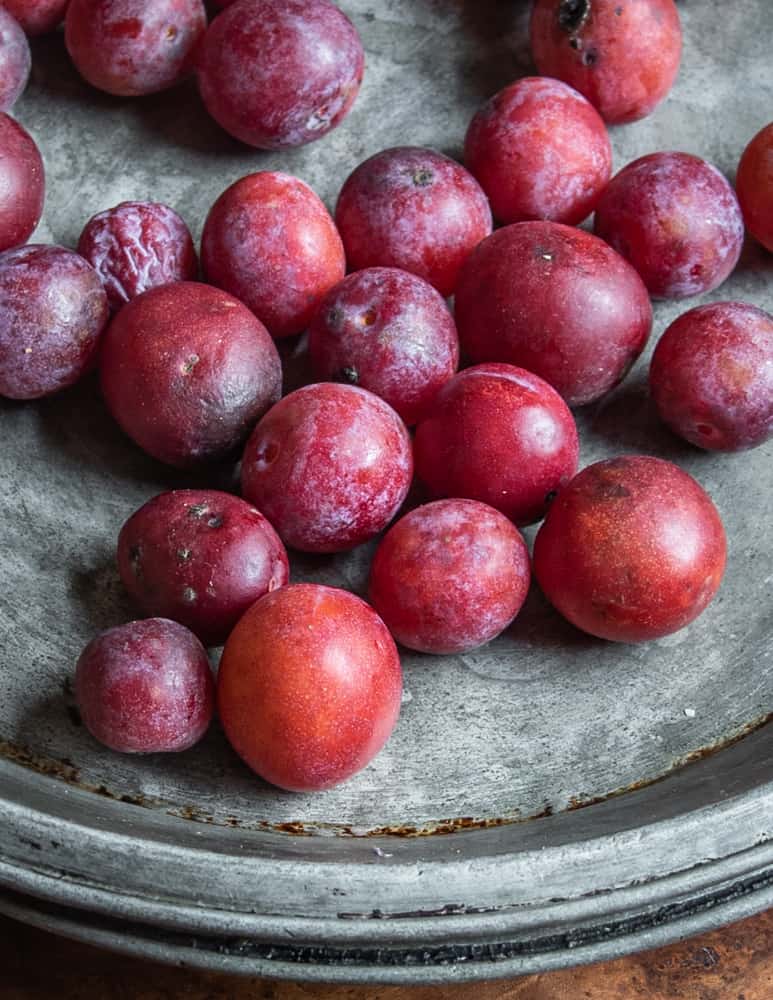 Ripe wild American plums