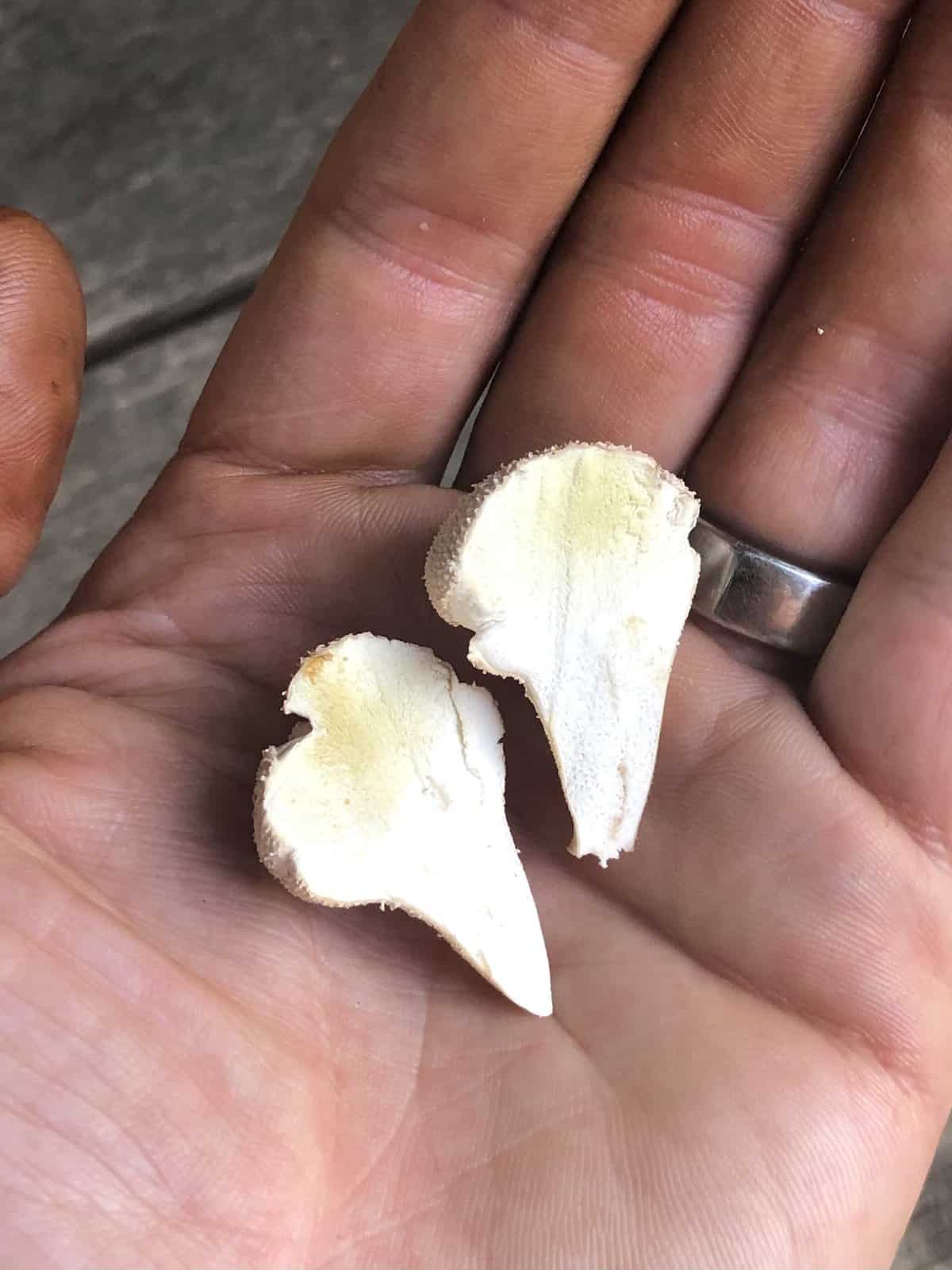 Small, old puffball mushroom