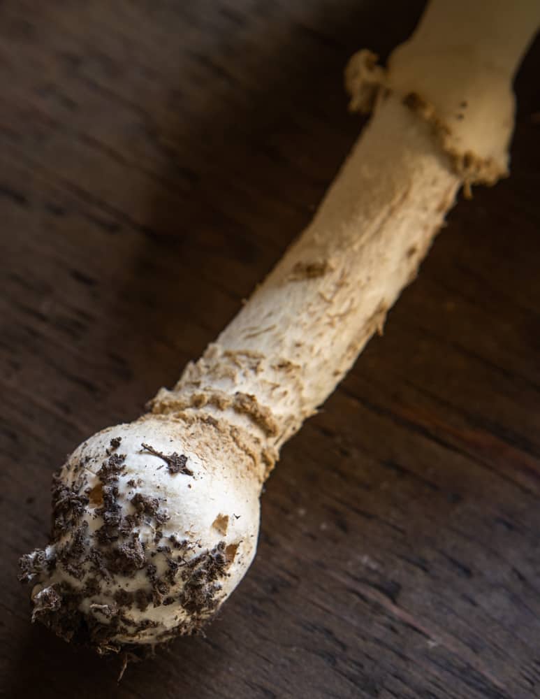 Amanita Muscaria guessowii showing anulus and bulbous stem