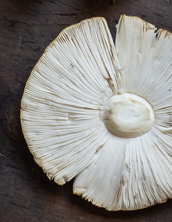 Amanita Muscaria: A Poisonous Edible Mushroom - FORAGER | CHEF