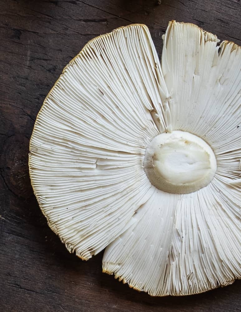 The gills of Amanita muscaria guessowii