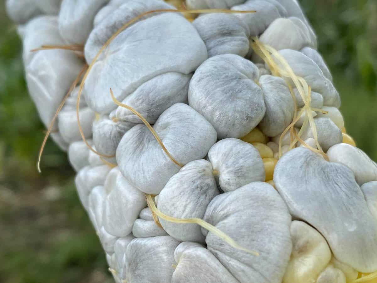 Perfect cultivated huitlacoche, corn smut, or corn mushrooms
