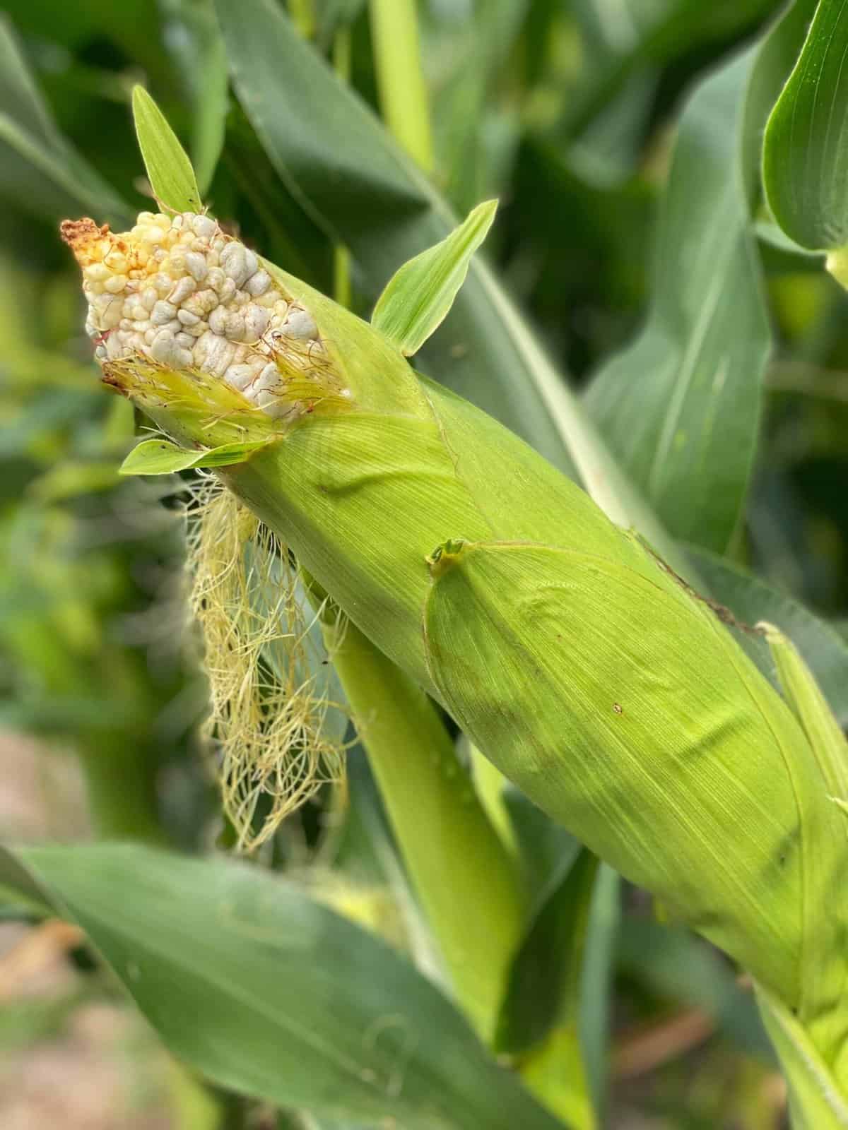 Immature huitlacoche