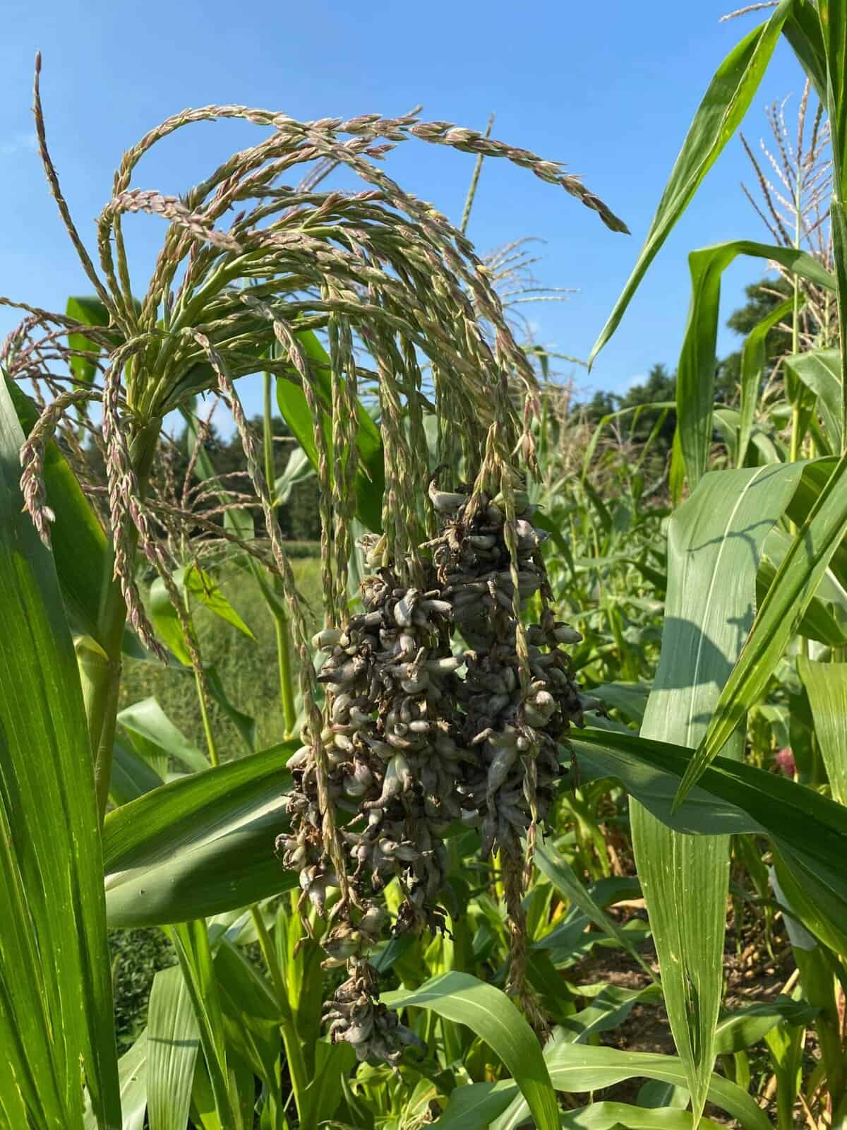 Huitlacoche growing on corn tassels 