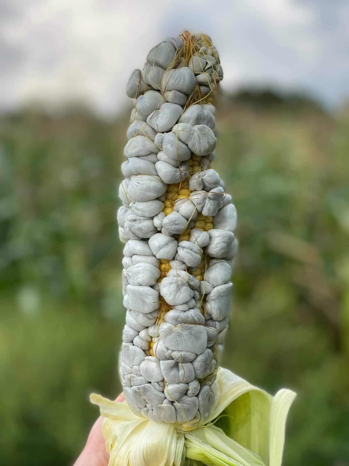 Mike Jozwik Mushroom Mike LLC with an ear of Wisconsin Huitlacoche