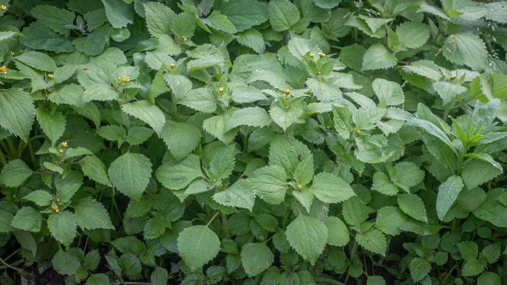 Fresh guascas or galinsoga