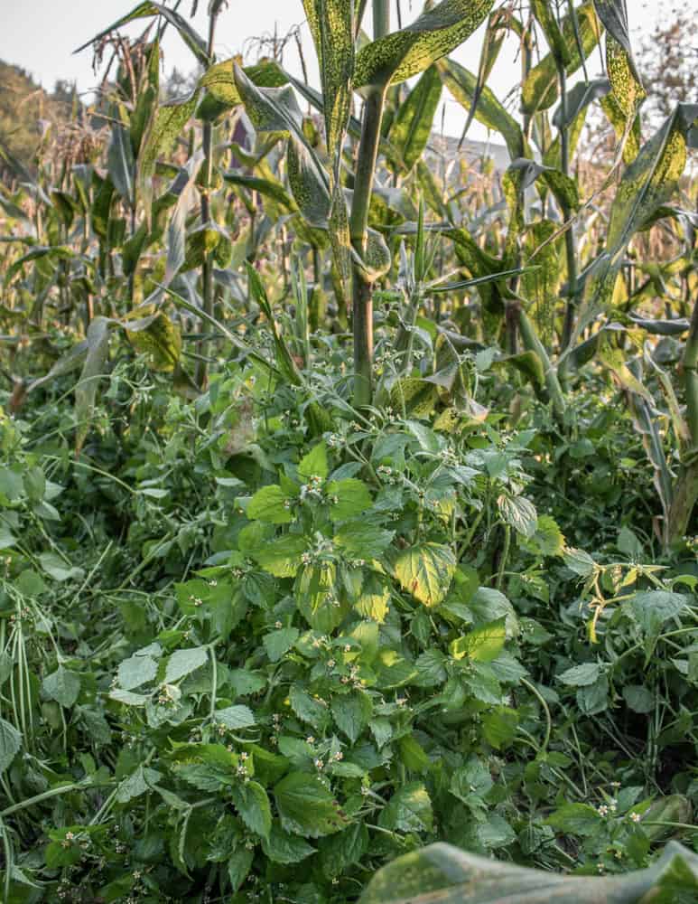 Fresh guascas or galinsoga in a garden