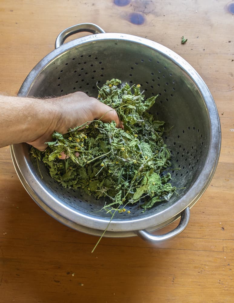 Sifting dried guascas or galinsoga parviflora