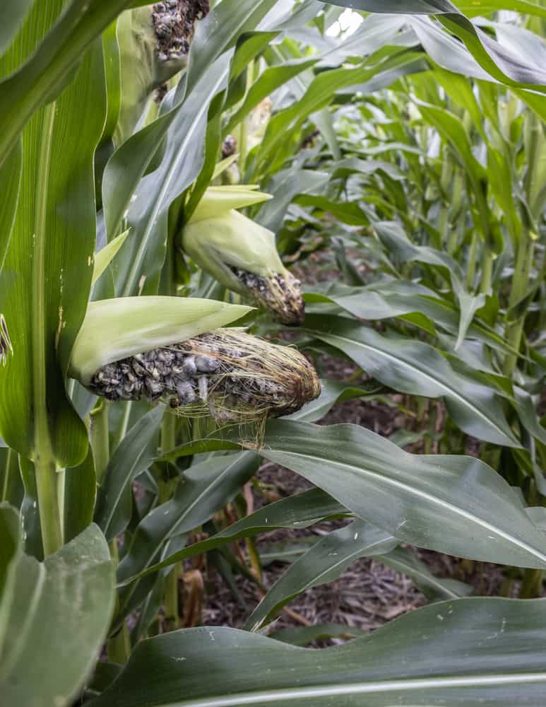 Huitlacoche or ears of corn mushrooms leaning from weight