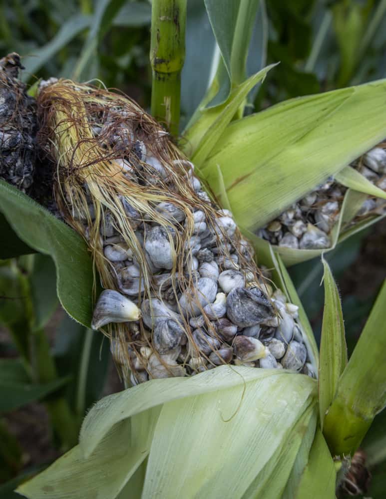 An ear of slightly past prime huitlacoche