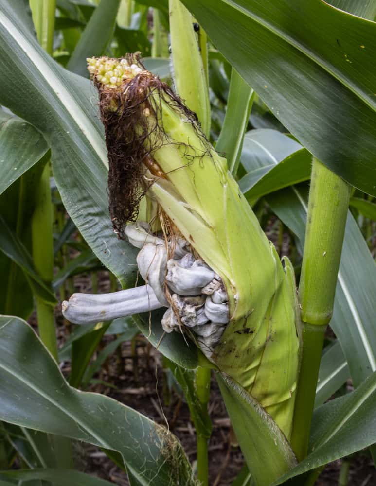 Different forms of cultivated huitlacoche, or corn mushrooms