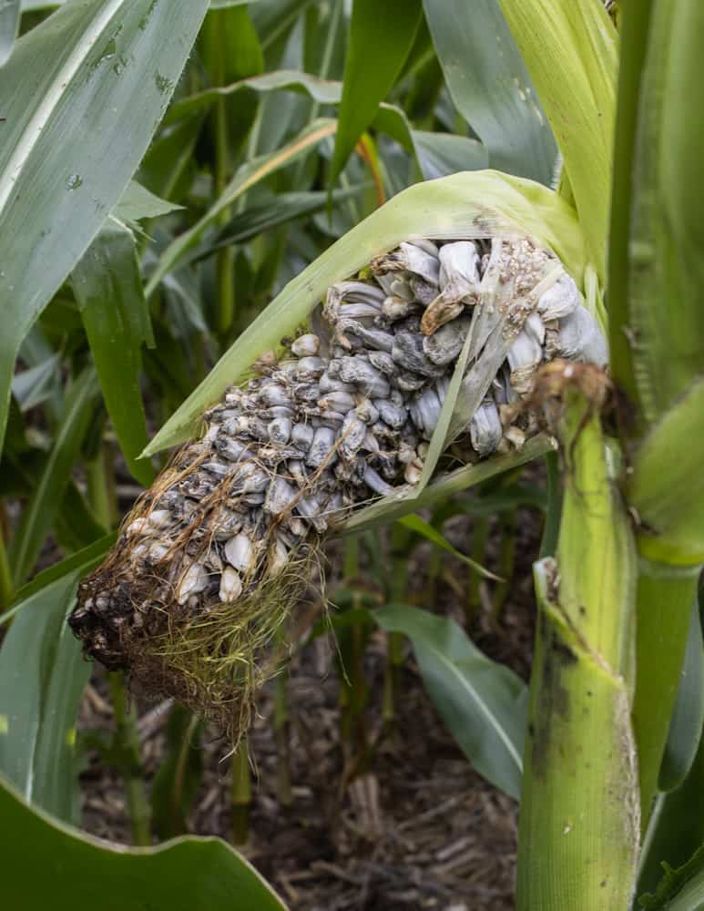 A fully colonized ear of cultivated huitlacoche