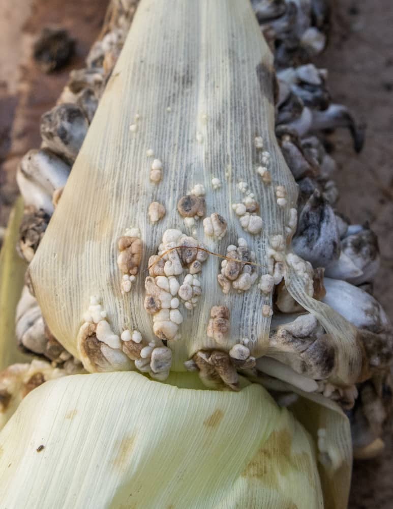 Huitlacoche or corn smut growth on a corn husk