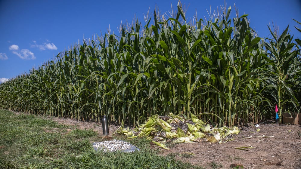 Cutting kernals from ears of farmed huitlacoche