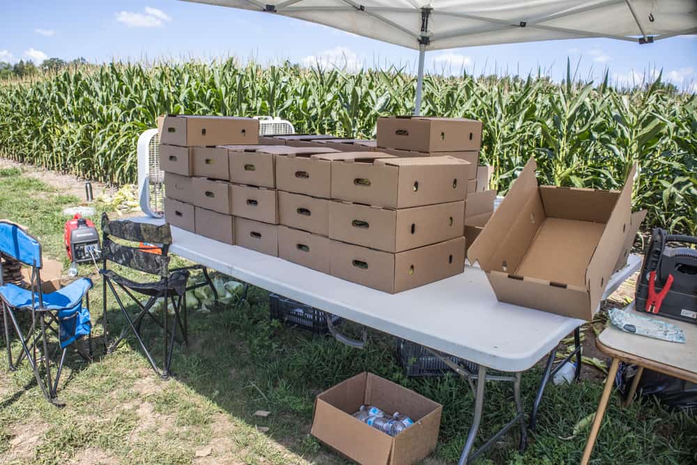 Boxing up cultivated huitlacoche for delivery to chefs