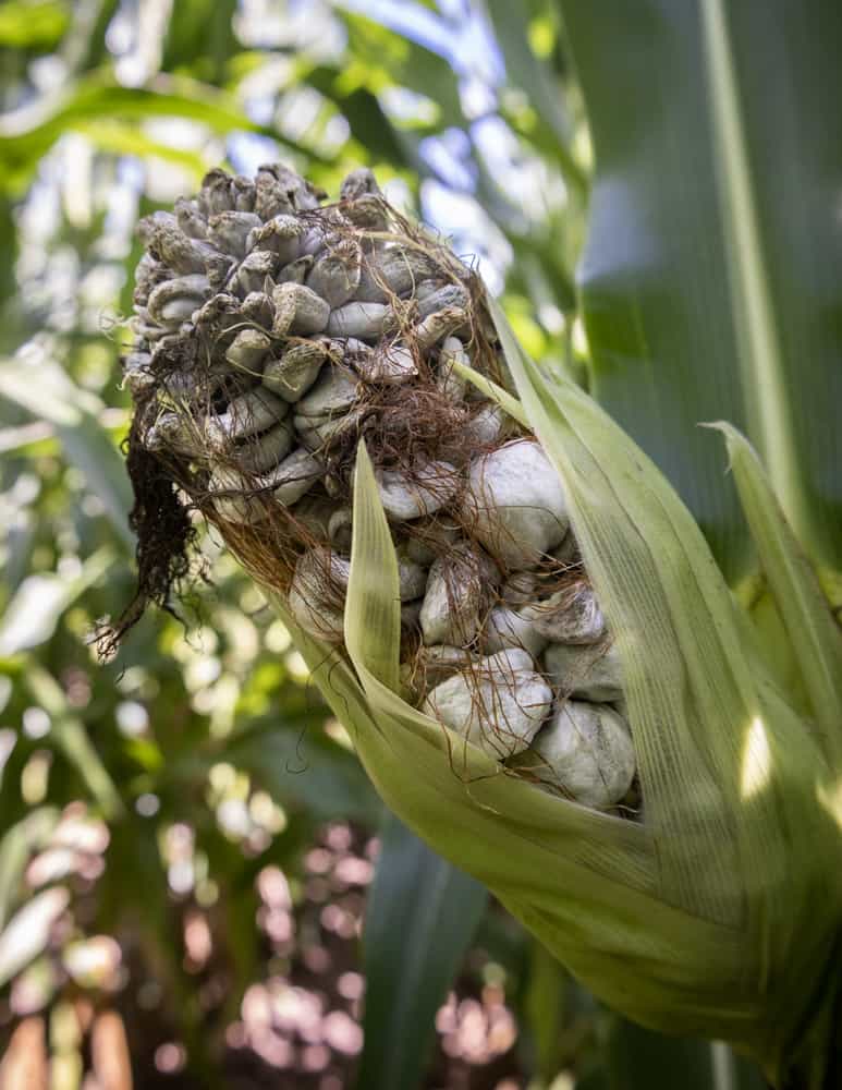 Farmed huitlacoche, corn mushrooms, corn truffles or Utsilago maydis