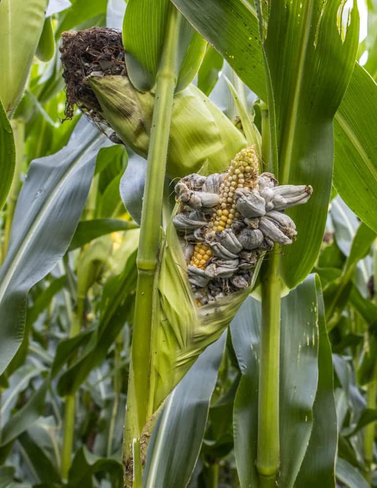 A beautiful ear of corn with cultivated huitlacoche 