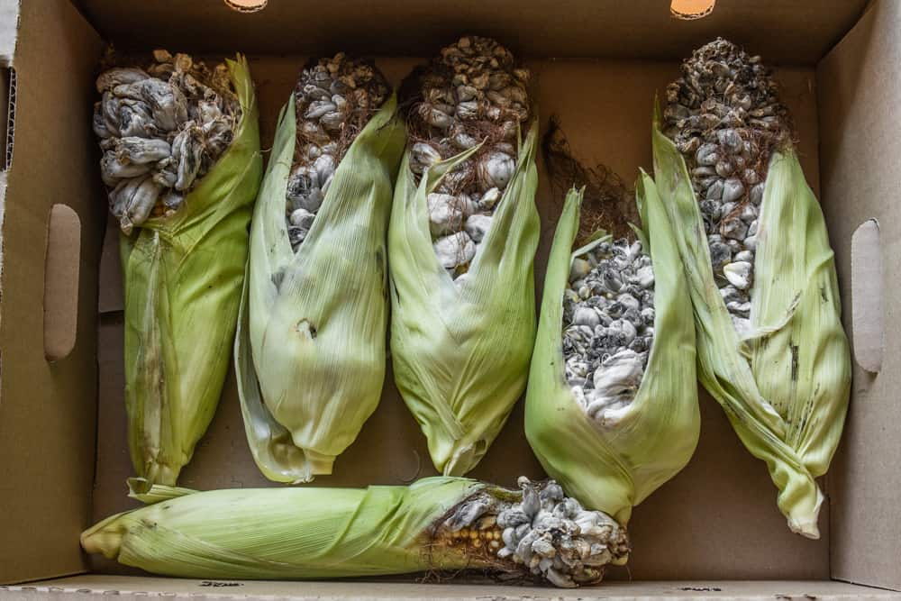 A box of commercial huitlacoche ears from Mushroom Mike LLC