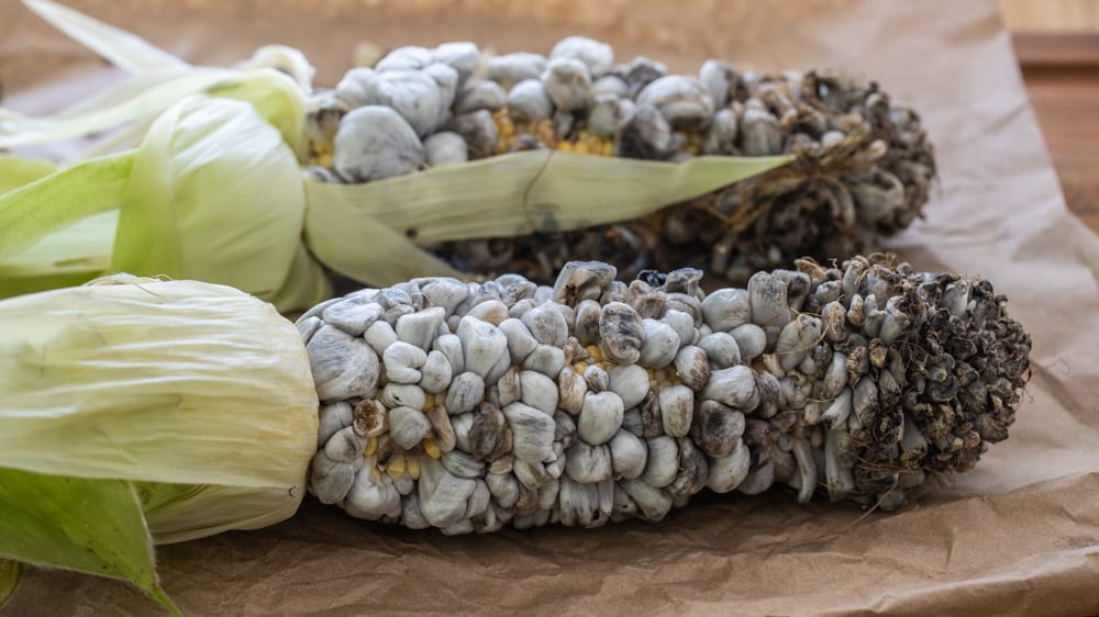 Farmed or cultivated huitlacoche 