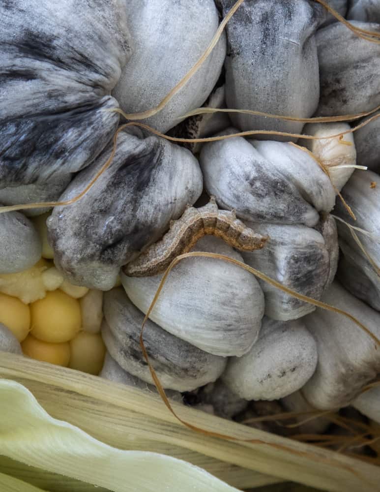 Bugs and worms eating huitlacoche mushrooms