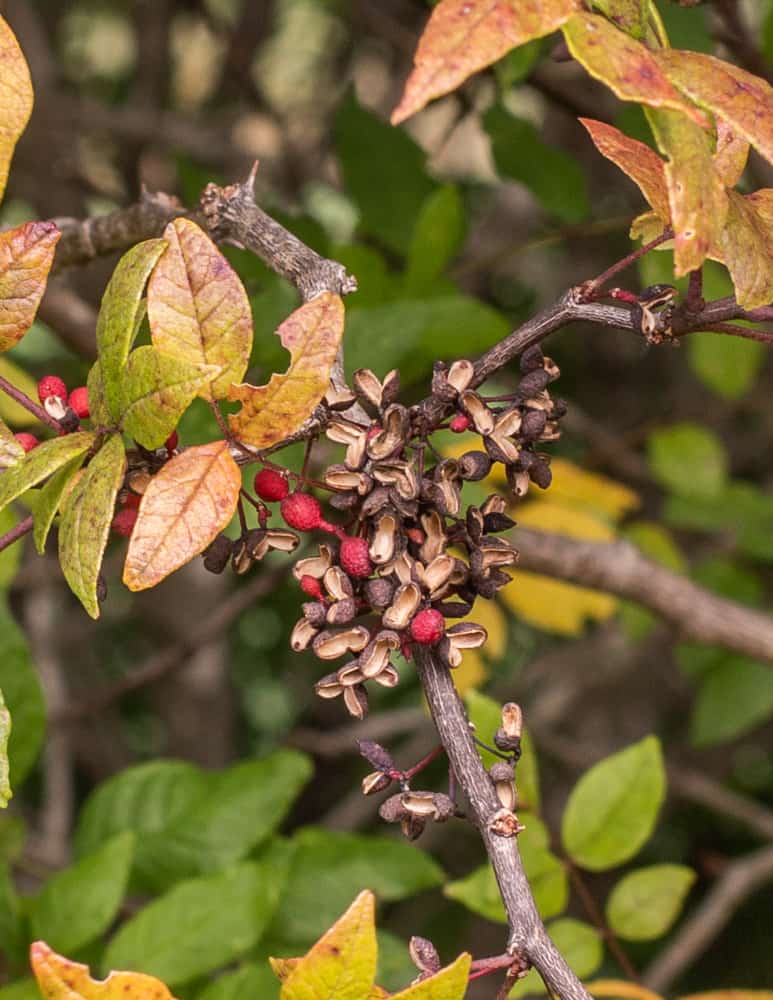 Fresh wild Szechuan peppercorns, prickly ash or Xanthoxylum americanum berries 