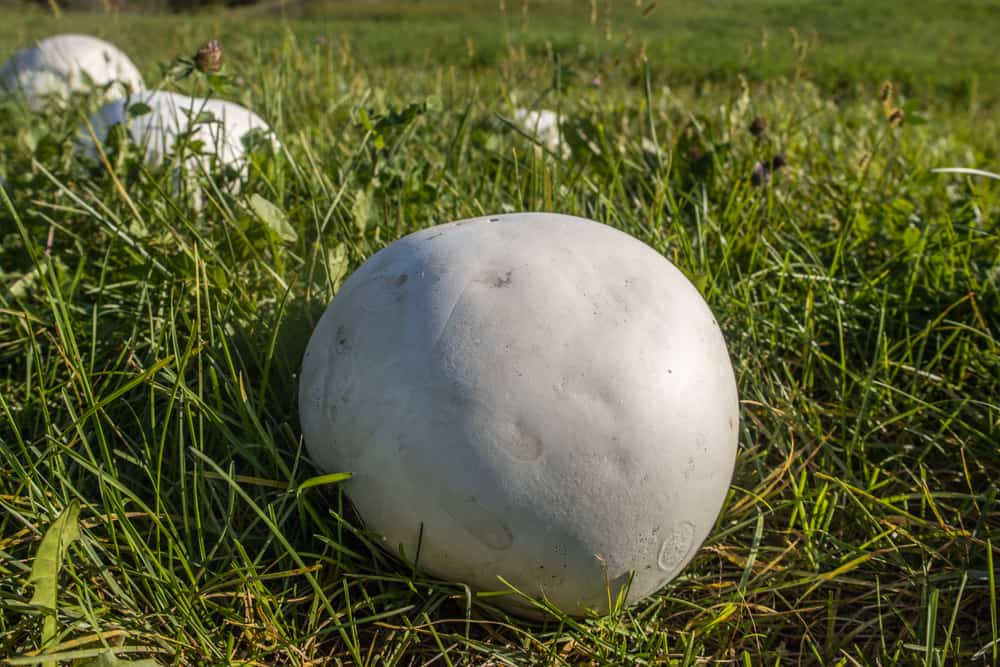 Giant edible puffball mushrooms in a field