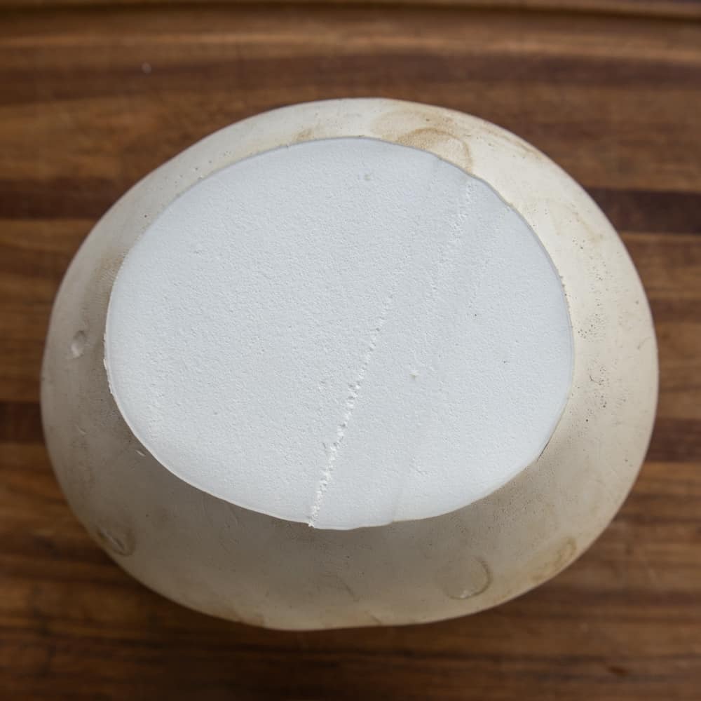 Perfect edible giant puffball mushroom