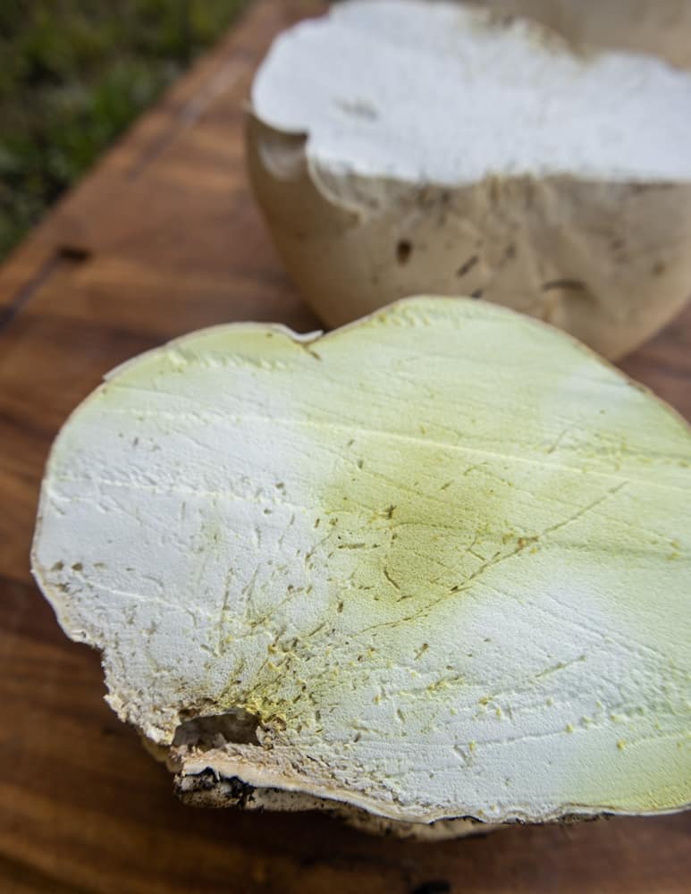 Puff Balls, Little puff ball mushrooms in the mulch. One ye…