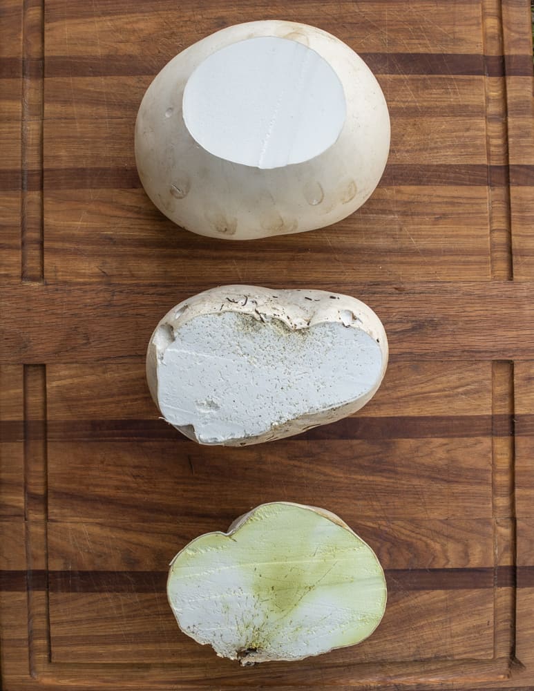 Edible, buggy, and too old giant puffball mushrooms