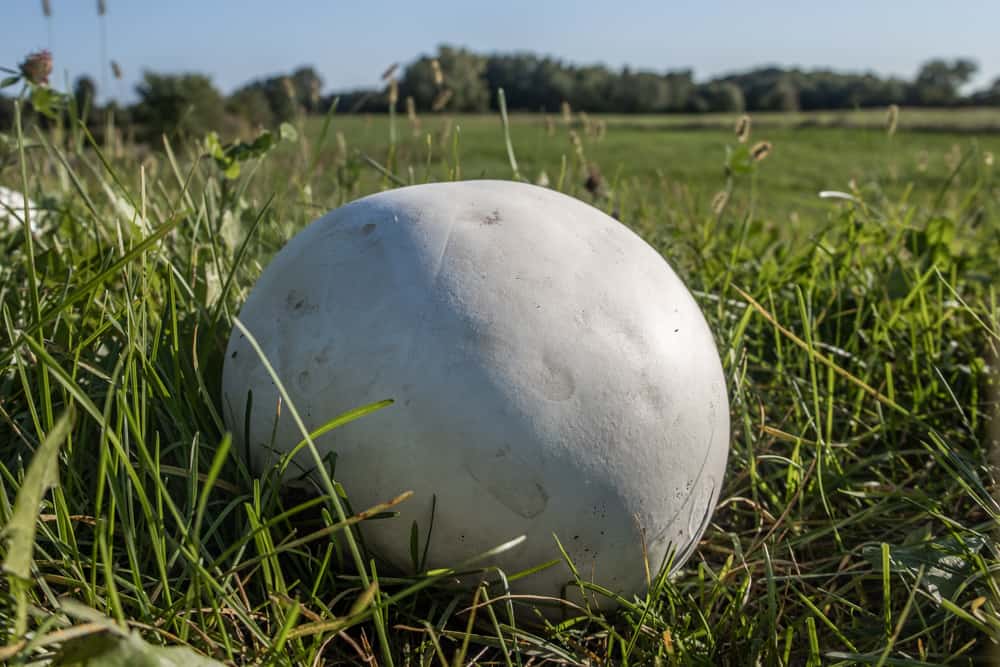 Giant edible puffball mushrooms in a field