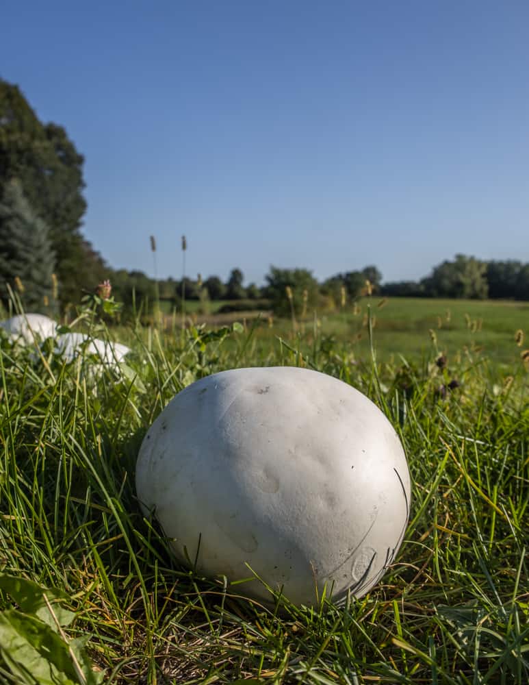 Giant edible puffball mushrooms in a field