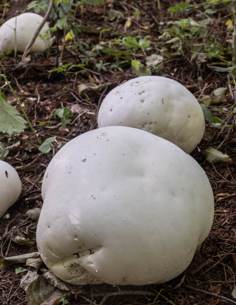 Giant edible puffball mushrooms